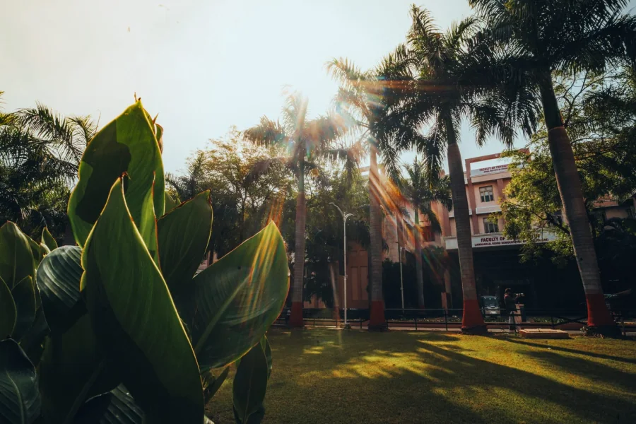 Sunlight through palm trees beside academic buildings at Parul University in Vadodara